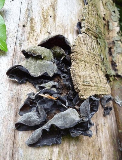 Blackened fruit bodies on beech in the New Forest, UK.